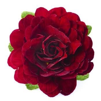 Primula vulgaris Belarina® 'Valentine' (321772)