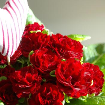 Primula vulgaris 'Kerbelred' PP24691