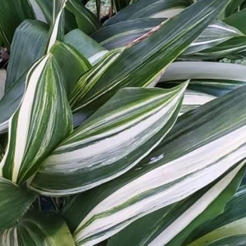 Aspidistra elatior 'Variegata'