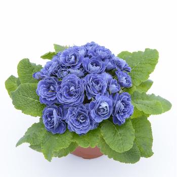 Primula vulgaris 'Baltic Blue' 