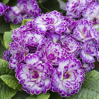 Primula vulgaris 'Lively Lilac' USPP22303P2