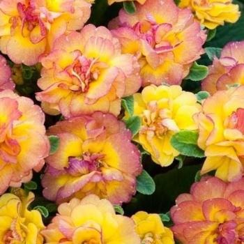 Primula vulgaris 'Nectarine' Kerbelnec PP16598