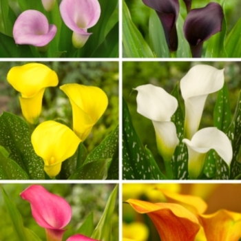 Zantedeschia 'Multiple Varieties' 