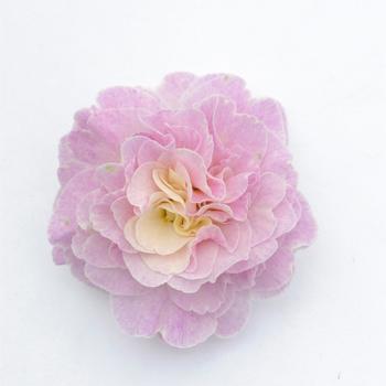 Primula vulgaris 'Pink Champagne' USPP22371P2