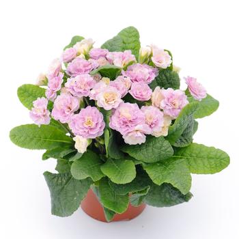 Primula vulgaris Belarina® 'Pink Champagne' (321783)