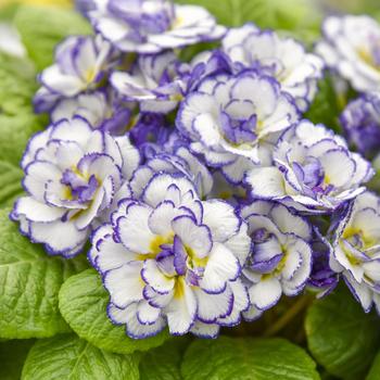 Primula vulgaris 'Kerbelsody' PPAF