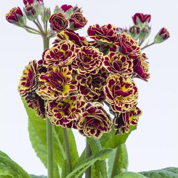 Primula 'Kerannaweav' 