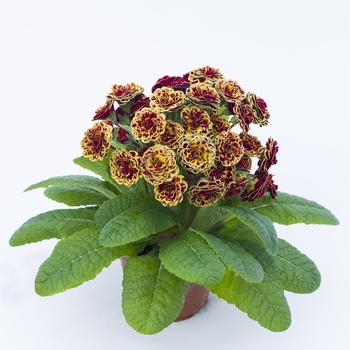 Primula 'Persian Weave' (321791)