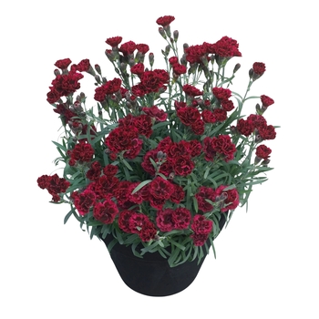 Dianthus caryophyllus 'Yellow Bling Bling' PPAF