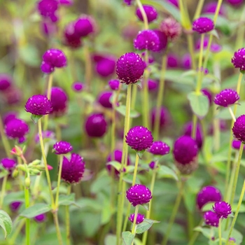 Gomphrena globosa