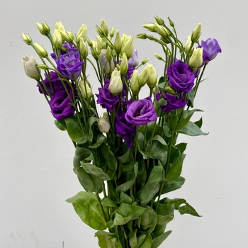 Eustoma grandiflora