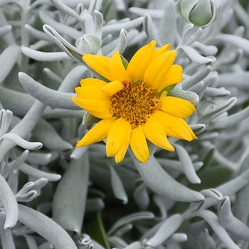 Didelta 'Silver Strand' PPAF