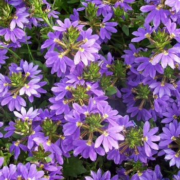 Scaevola aemula