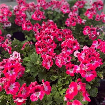Pelargonium x domesticum