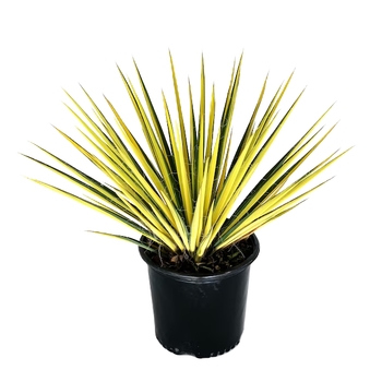 Yucca filamentosa 'Color Guard' 