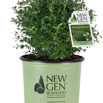 Buxus 'SB108' PP27671P2