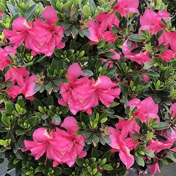 Rhododendron indica 'Macrantha' 