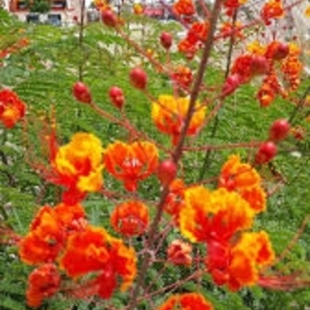 Caesalpinia mexicana
