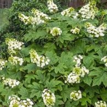Hydrangea quercifolia 'Sike's Dwarf'