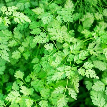 Anthriscus cerefolium