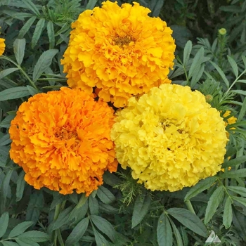 Tagetes erecta