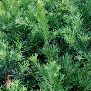 Podocarpus macrophyllus 'Pringles Dwarf' 