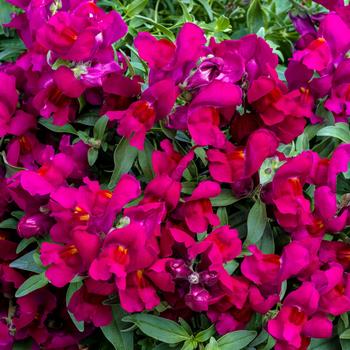 Antirrhinum majus nanum pendula 'Candy Showers Deep Purple'