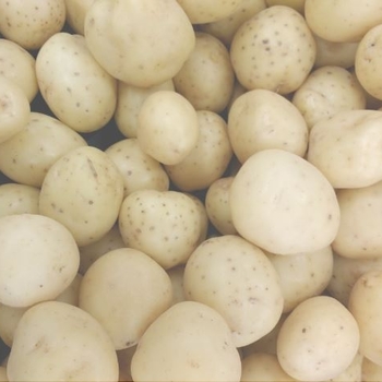 Solanum tuberosum 'Yukon Gold' 