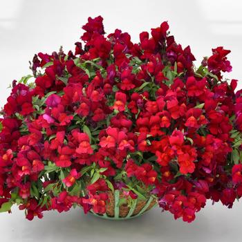 Antirrhinum majus nanum pendula 'Candy Showers Red'