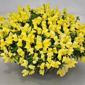 Antirrhinum majus nanum pendula 'Candy Showers Yellow' (321931)