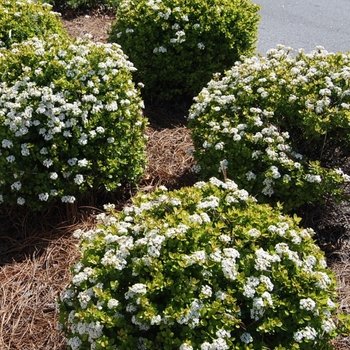 Viburnum obovatum 'Mrs. Schiller's Delight' 