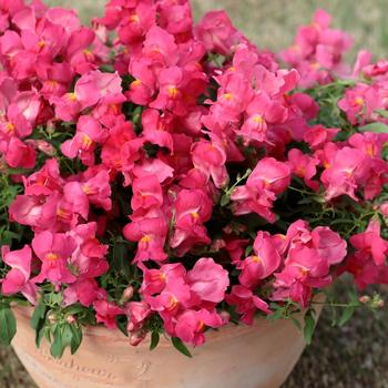Antirrhinum majus nanum pendula 'Candy Showers Rose Imp'