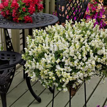 Antirrhinum majus nanum pendula 'Candy Showers White' 