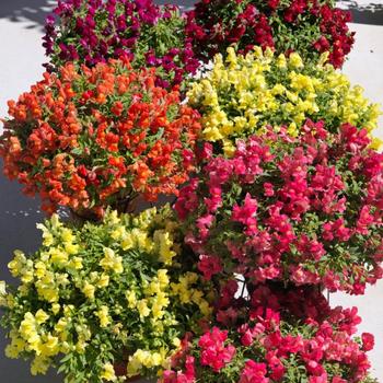 Antirrhinum majus nanum pendula 'Candy Showers Mix'