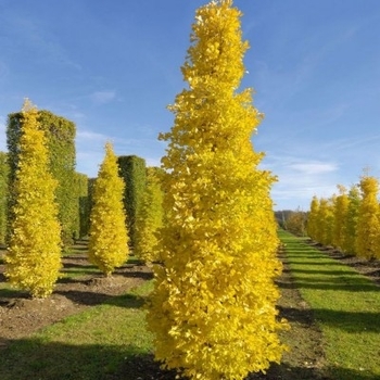 Ginkgo biloba 'GoGo&trade;' Menhir PPAF