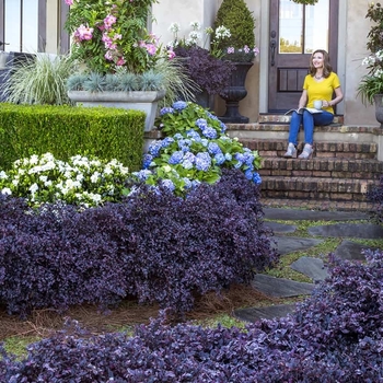 Loropetalum chinense