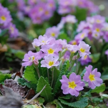 Primula auricula 'Mare' 