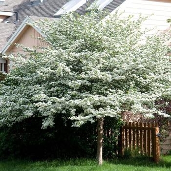 Crataegus crus-galli var. inermis