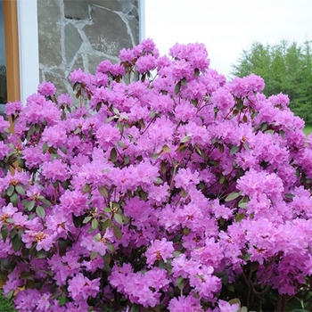 Rhododendron 'PJM Elite Star'