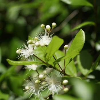 Myrcianthes fragrans