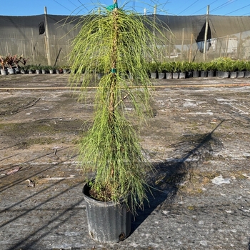 Pinus elliottii var. densa