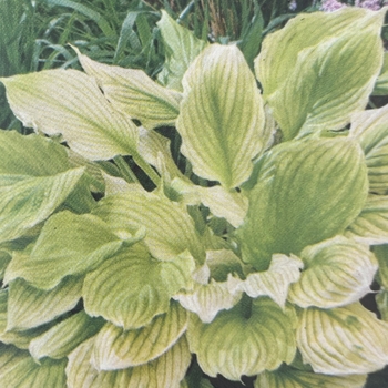 Hosta 'Lemon Feather' 