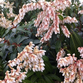 Pieris japonica 'Scarlet O'Hara'