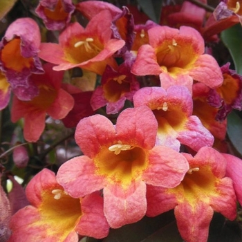 Bignonia capreolata 'Shalimar Red'