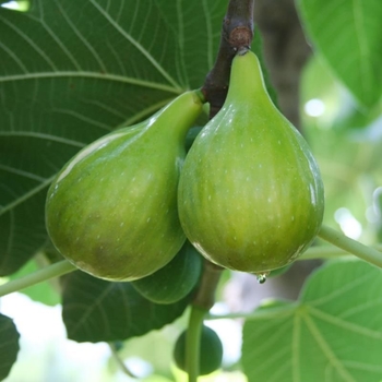 Ficus carica 'Italian Black' 