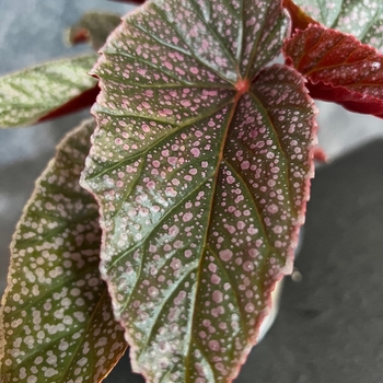 Begonia 'Miss Mummy' 