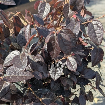 Loropetalum chinense 'Plum Gorgeous&trade;' 