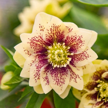 Helleborus 'Father of the Bride' 