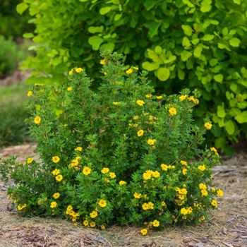 Potentilla fruticosa 'Pineapple Tart™' PPAF