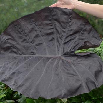 Colocasia 'Black Swan' PP30318